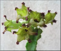 Cylindrilluma solenophora 2